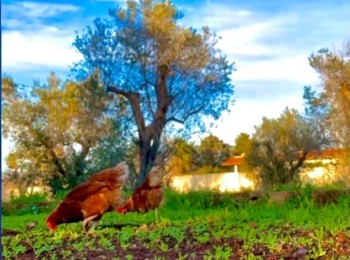 "Guendalina... la gallina" di Marco Mastria